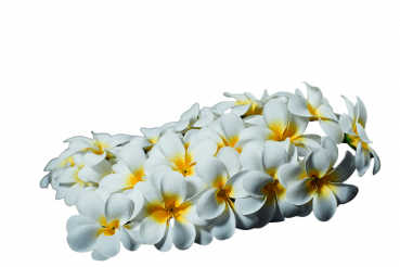 Frangipani Blütenstrauss weiß
